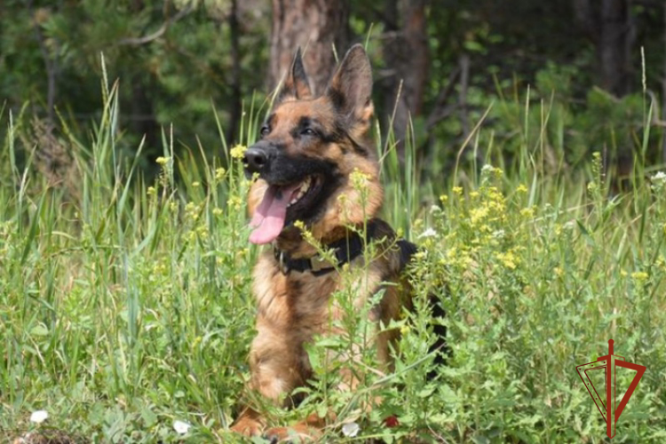 21 июня – День кинологических подразделений Росгвардии
