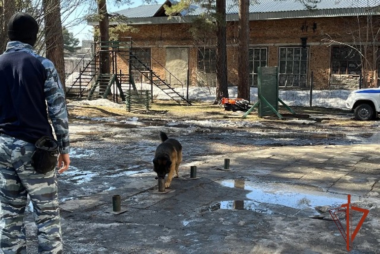 Алтайские кинологи Росгвардии и полиции провели совместные занятия 